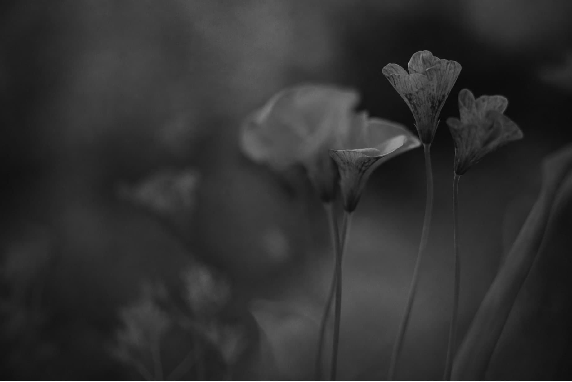 Soft-focus blooms photographed in monochrome